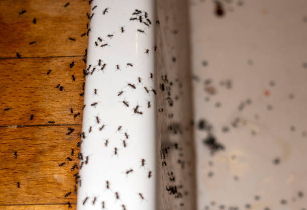 Best Ant Control Services  in Rural Retreat, VA